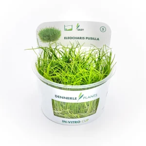 Zwergnadelsimse, Eleocharis parvula/pusilla, In Vitro Sofort Bestellen